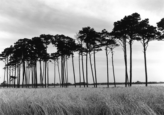 Only four pines are native to Maryland's Eastern Shore