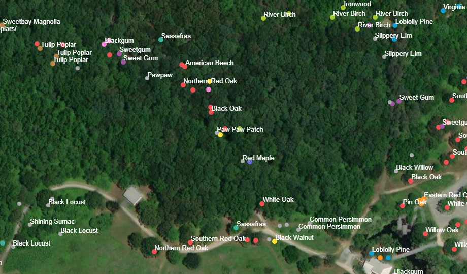 Native Trees of Caroline County