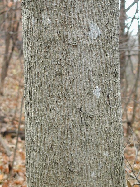 bitternut hickory bark