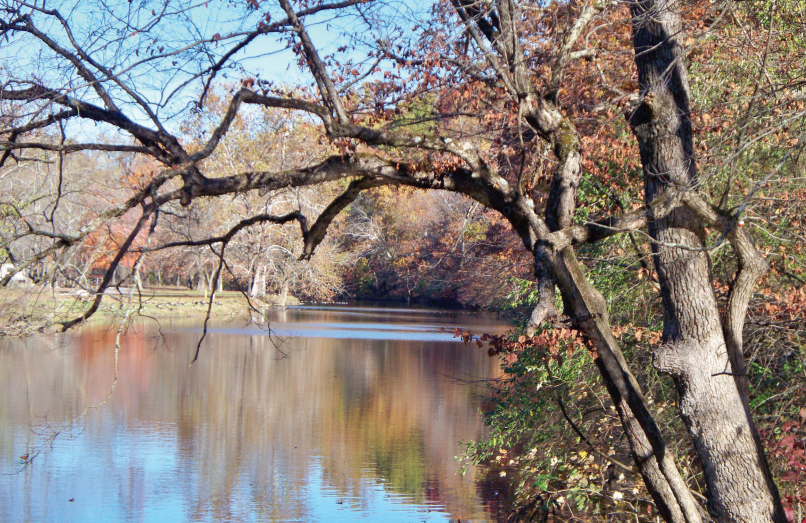 Native Trees of Delaware