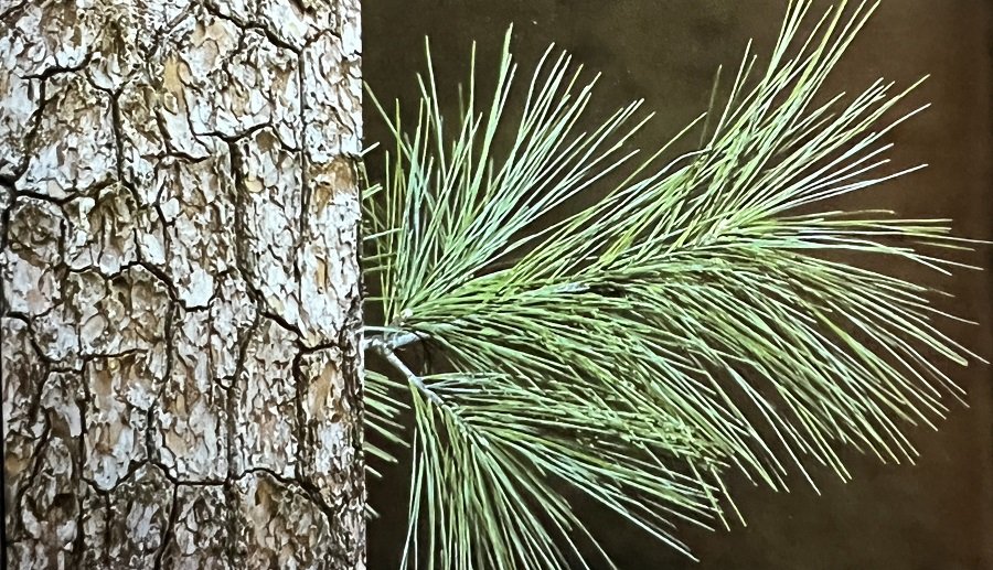 eastern white pine cropped 900x