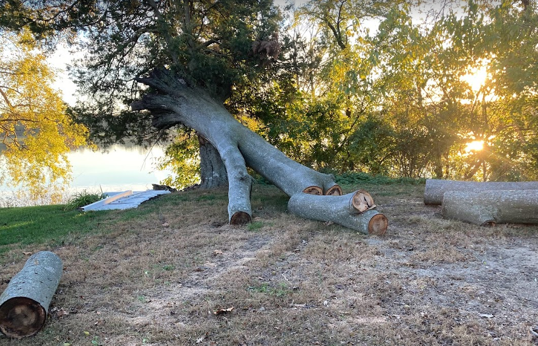 Mockernut hickory down at Pealiquor Landing