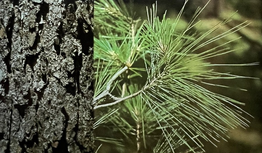 loblolly pine cropped 900x