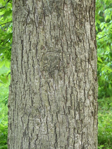 pignut hickory bark 450x600