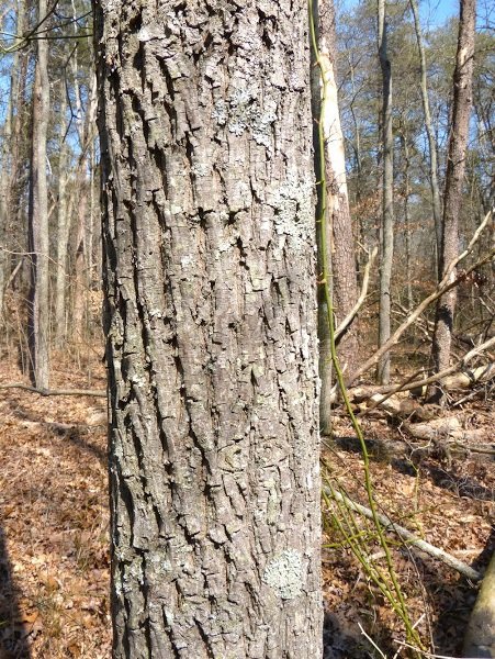 sand hickory bark 450x600