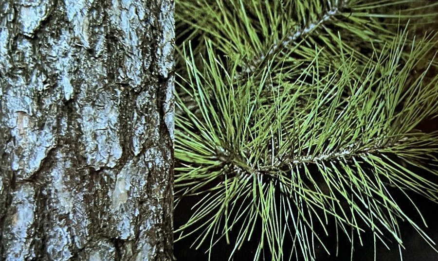 shortleaf pine cropped 900x