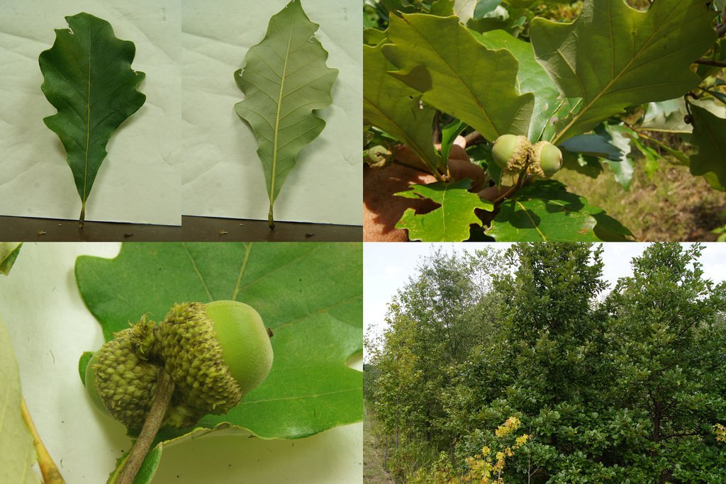 Native Trees of Maryland