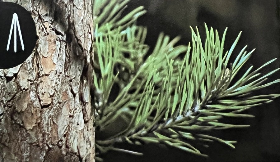 virginia pine cropped 900x
